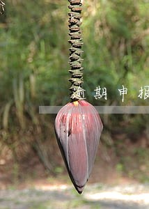 逾期申报能否周六周日办理