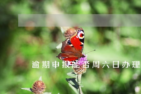 逾期申报能否周六日办理 逾期申报能否周六日办理