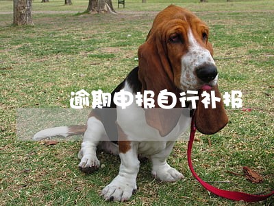 逾期申报自行补报 逾期申报自行补报