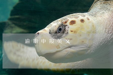 逾期申报英文 逾期申报英文