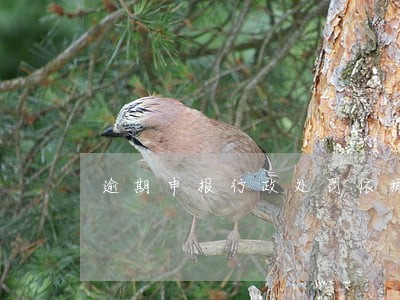 逾期申报行政处罚依据 逾期申报行政处罚依据