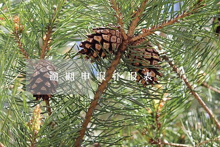 逾期申报补报表 逾期申报补报表