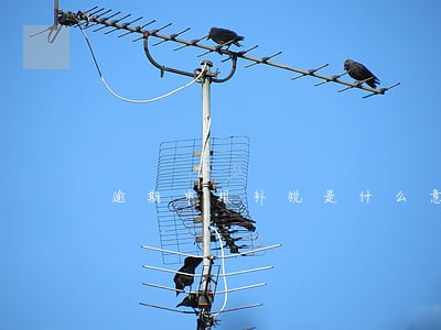 逾期申报补税是什么意思