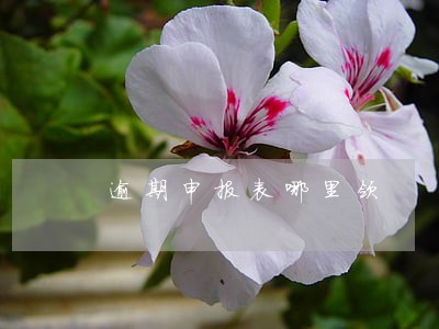逾期申报表哪里领 逾期申报表哪里领