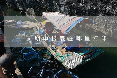 逾期申报表在哪里打印