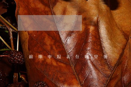 逾期申报表在哪里领 逾期申报表在哪里领