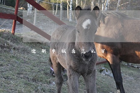 逾期申报表怎么写 逾期申报表怎么写
