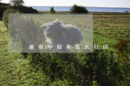 逾期申报表怎么打印