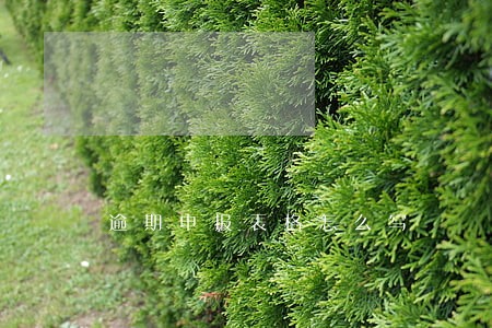 逾期申报表格怎么写 逾期申报表格怎么写