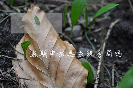 逾期申报要去税务局吗 逾期申报要去税务局吗