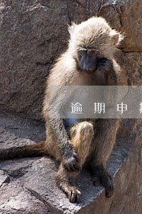 逾期申报要带什么 逾期申报要带什么