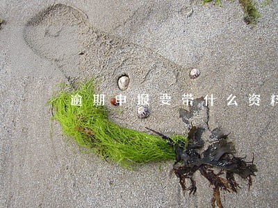 逾期申报要带什么资料去
