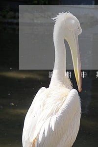 逾期申报要谁去办 逾期申报要谁去办