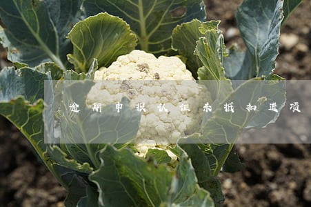 逾期申报认证未抵扣进项 逾期申报认证未抵扣进项