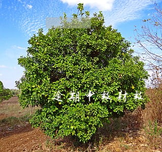 逾期申报财报 逾期申报财报