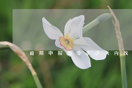 逾期申报责令多少天内改正