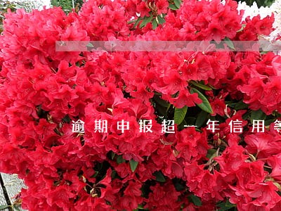 逾期申报超一年信用等级 逾期申报超一年信用等级