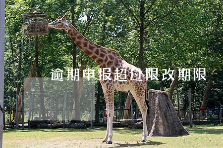逾期申报超过限改期限 逾期申报超过限改期限