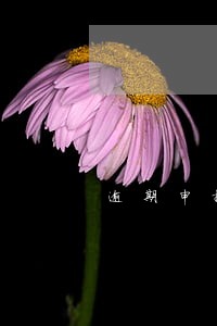 逾期申报转非 逾期申报转非