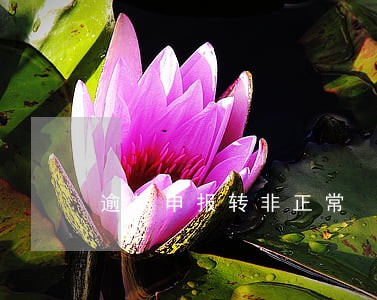 逾期申报转非正常 逾期申报转非正常