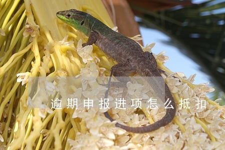 逾期申报进项怎么抵扣 逾期申报进项怎么抵扣