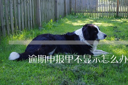 逾期申报里不显示怎么办