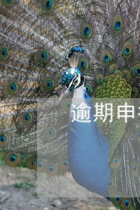 逾期申报链接在哪 逾期申报链接在哪