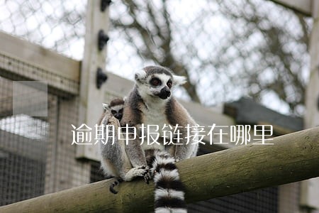 逾期申报链接在哪里 逾期申报链接在哪里
