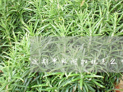 逾期申报附加税怎么申报 逾期申报附加税怎么申报