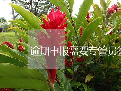 逾期申报需要专管员签字吗