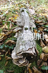 逾期申报需要哪些材料 逾期申报需要哪些材料