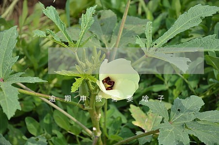 逾期申报需要啥子 逾期申报需要啥子