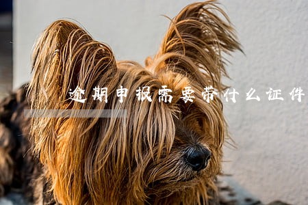 逾期申报需要带什么证件资料 逾期申报需要带什么证件资料