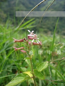 逾期申报需要提交那些资料税 逾期申报需要提交那些资料税