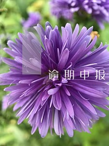 逾期申报需要提供什么资料