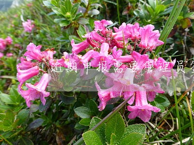 逾期申报需要管理员签字吗