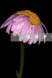 逾期申报需要补报 逾期申报需要补报