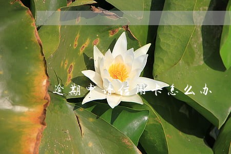 逾期申请信用卡怎么办 逾期申请信用卡怎么办
