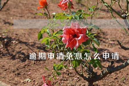 逾期申请免息怎么申请 逾期申请免息怎么申请