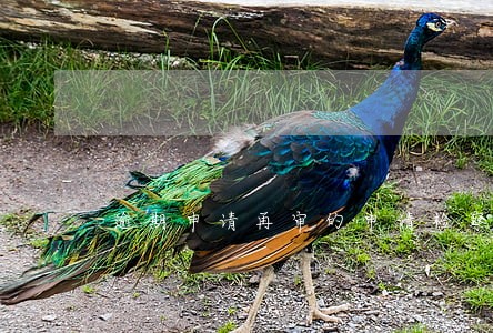 逾期申请再审的申请检察监督