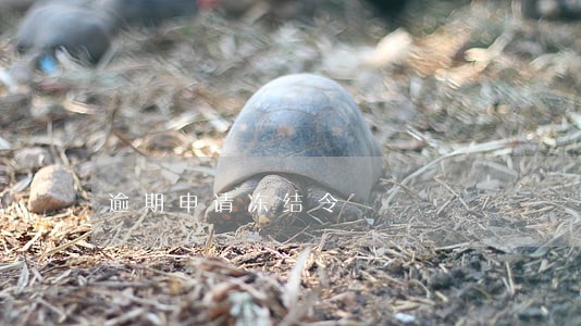 逾期申请冻结令 逾期申请冻结令