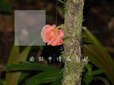 逾期申请减免税 逾期申请减免税