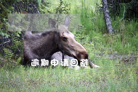 逾期申请回避 逾期申请回避