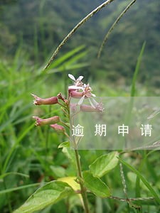 逾期申请备用金 逾期申请备用金