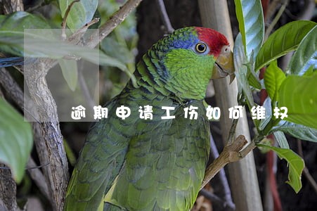 逾期申请工伤如何维权 逾期申请工伤如何维权