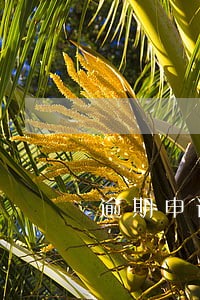 逾期申请平安车主卡 逾期申请平安车主卡