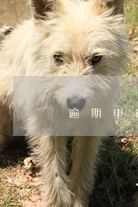逾期申请检验情况说明书 逾期申请检验情况说明书