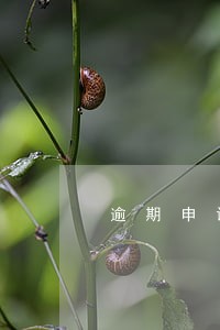 逾期申请注册的 逾期申请注册的