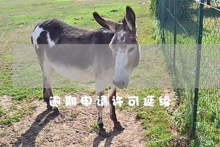 逾期申请许可延续 逾期申请许可延续