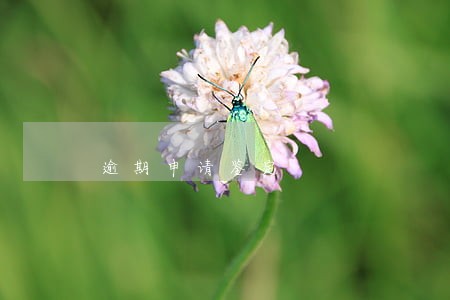 逾期申请鉴定